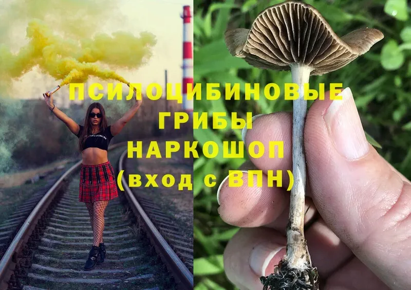 blacksprut ССЫЛКА  Правдинск  Псилоцибиновые грибы MAGIC MUSHROOMS 